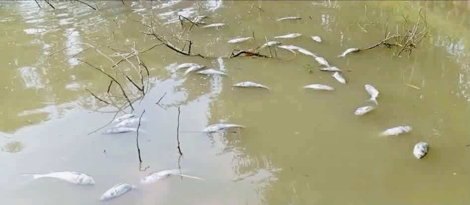 অদৃশ্য হাতের ছায়ায় বিষাক্ত পানি: জুড়ির নদী-খালে জীববৈচিত্র্যের মহোৎসব নয়, যেন মৃত্যুমঞ্চ!